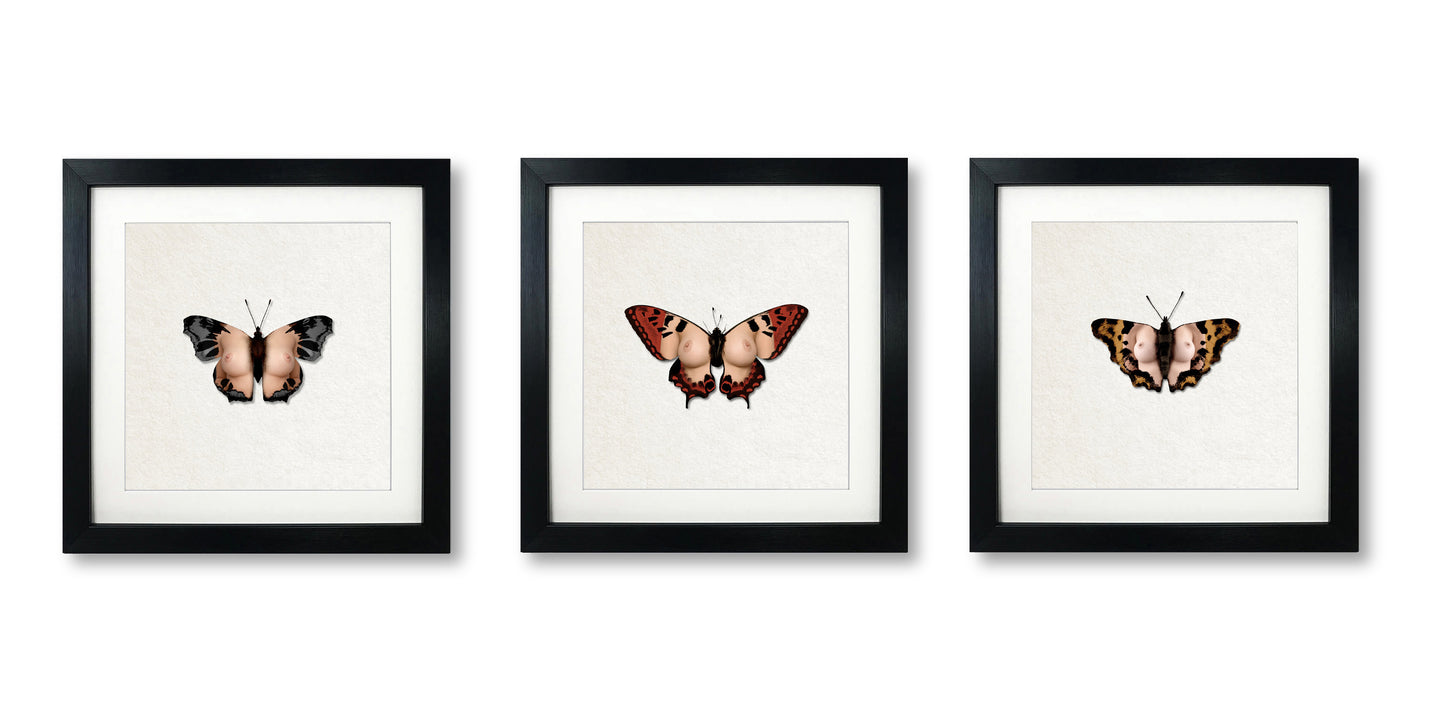 Single Butterfly Print